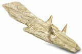 Mosasaur (Platecarpus) Jaw Section with Two Teeth - Morocco #276002-3